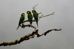 Ognorhynchus icterotis