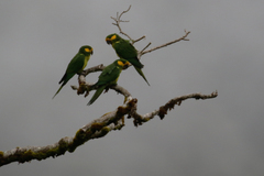 Ognorhynchus icterotis