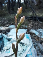 Calochilus robertsonii