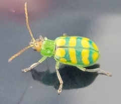 Diabrotica balteata