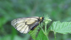 Parnassius glacialis