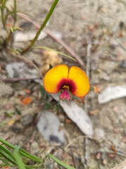 Gompholobium ovatum