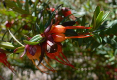 Darwinia citriodora