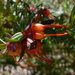 Darwinia citriodora - Photo (c) sea-kangaroo, algunos derechos reservados (CC BY-NC-ND), subido por sea-kangaroo