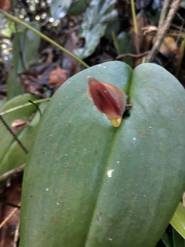 Pleurothallis adonis