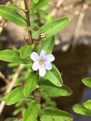 Lythrum maritimum