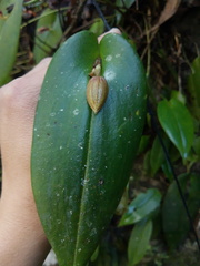 Pleurothallis adonis
