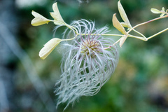 Clematis orientalis