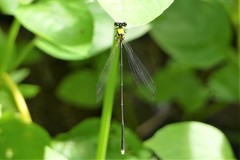 Coeliccia chromothorax