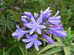 Agapanthus campanulatus