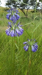 Agapanthus inapertus