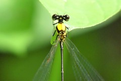 Coeliccia chromothorax