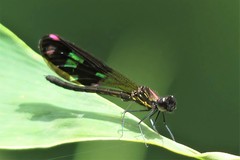 Aristocypha fenestrella