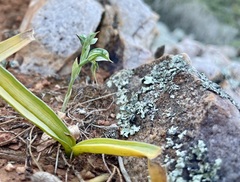 Pterostylis pusilla