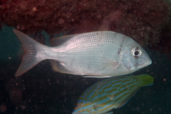 Blue-Lined Large-Eye Bream photo 4