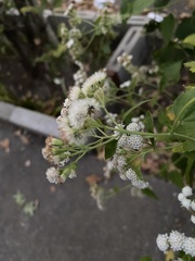 Ageratina altissima
