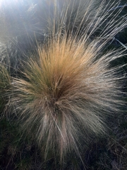 Festuca novae-zelandiae