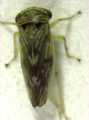 Rhytidodus decimusquartus