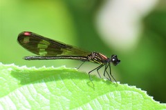 Aristocypha fenestrella