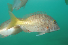 Lethrinus atkinsoni