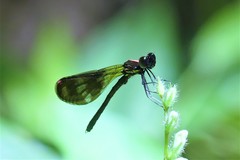 Aristocypha fenestrella