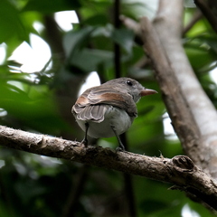 Pachycephala cinerea