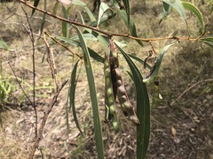 Acacia falcata