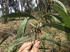 Acacia falcata