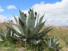 Agave applanata