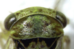 Rhytidodus decimusquartus