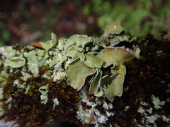 Notoparmelia testacea