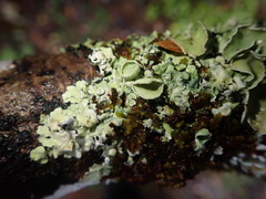 Notoparmelia testacea