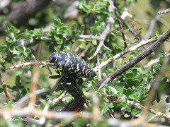 Lampetis dilaticollis