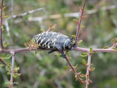 Lampetis dilaticollis