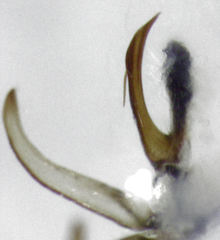 Rhytidodus decimusquartus