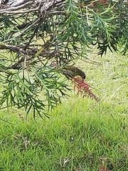 Lichmera indistincta