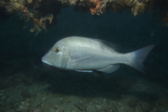 Lethrinus laticaudis
