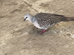 Streptopelia chinensis