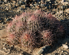 Homalocephala polycephala