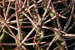 Homalocephala polycephala