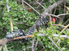 Lampetis dilaticollis