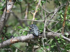 Lampetis dilaticollis