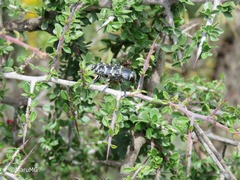 Lampetis dilaticollis