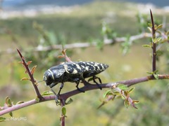 Lampetis dilaticollis