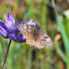 Erynnis propertius