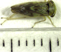 Rhytidodus decimusquartus