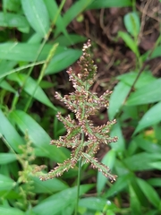 Urochloa mutica