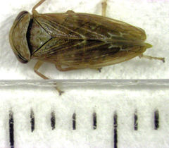Rhytidodus decimusquartus