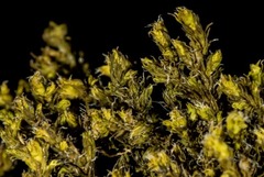 Racomitrium ericoides