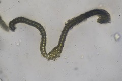 Racomitrium ericoides